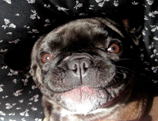 Black dog