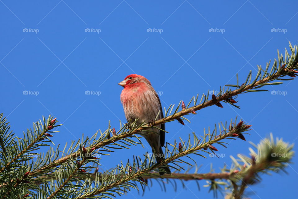 Pine tree with buds attracting the birds in springtime .. This house finch keeps coming to perch on top branches and to sing ... 