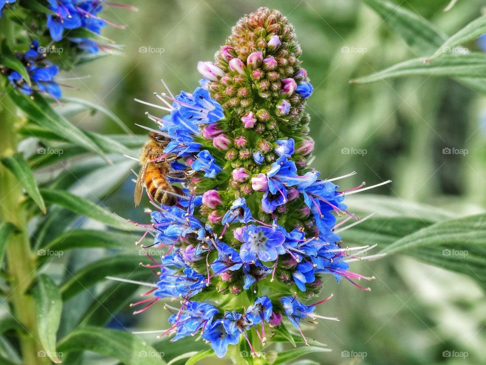 Close-up of honey bee pollinating on wildflower