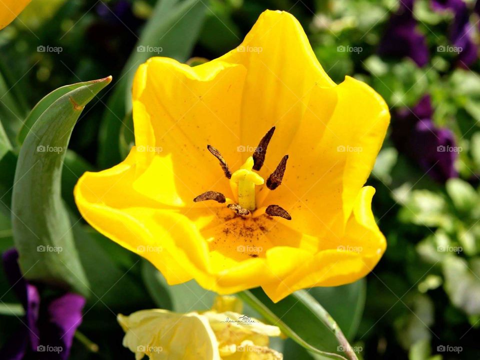 yellow tulip