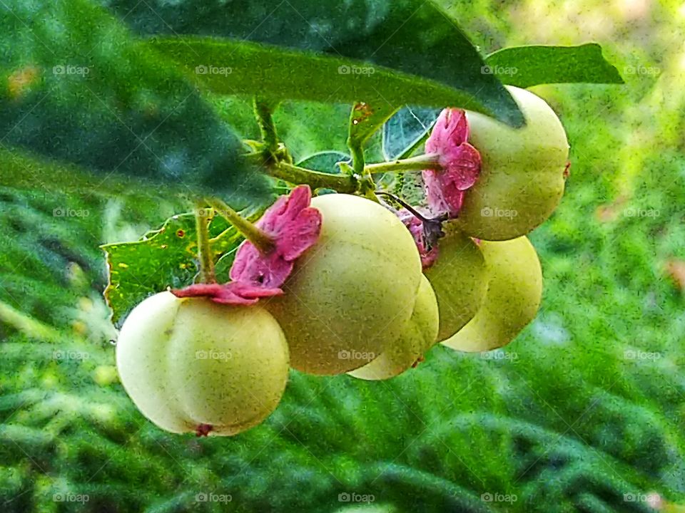 Katuk Fruit