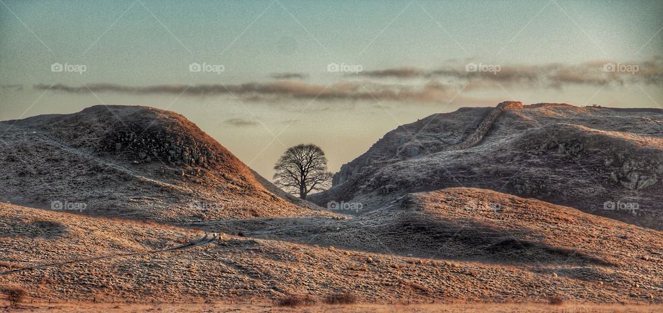 View of sycamore tree