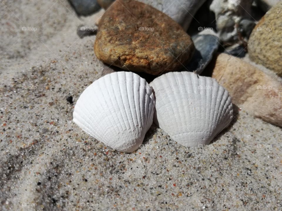 Shells in the sand