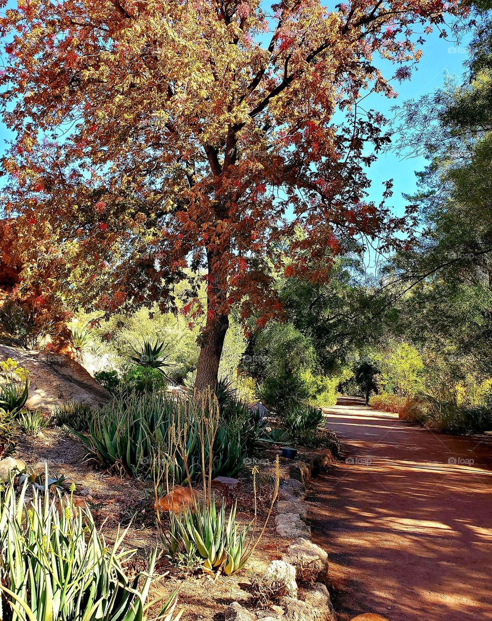 Autumn Walk in Arizona