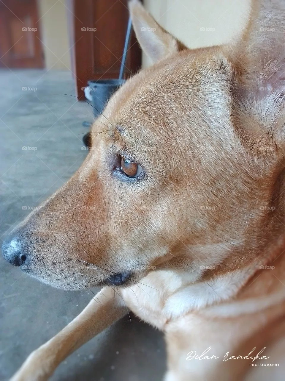 Good Dog