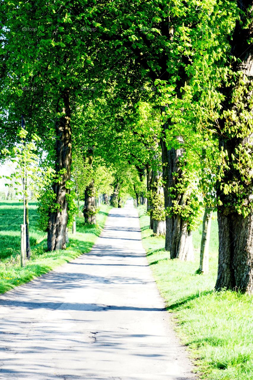 Baumallee auf Rügen