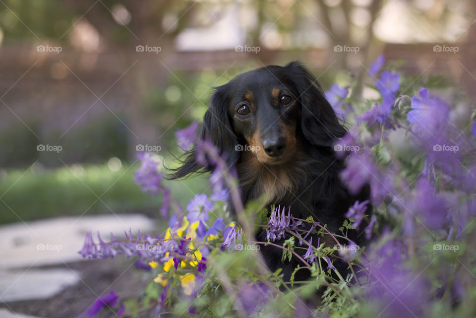 Dogs in flowers 
