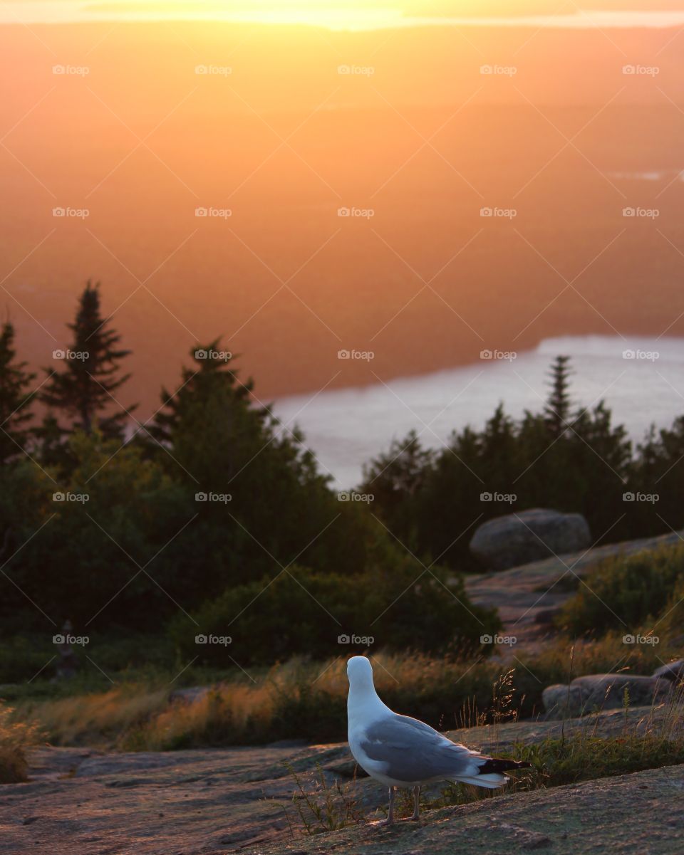 Bird watching sunset