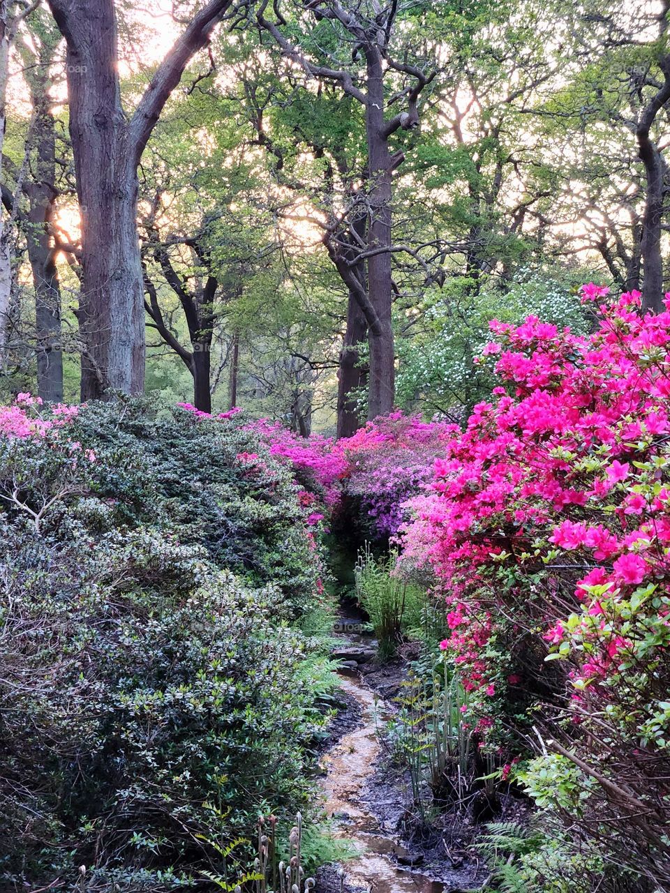 Azaleas paradise