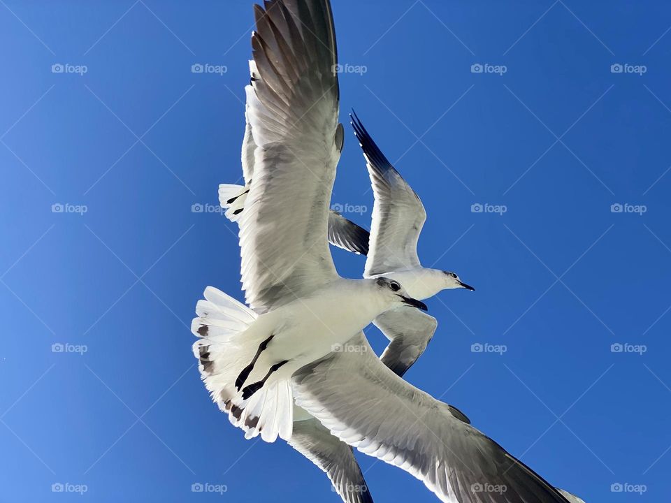 Seagulls flying overhead 