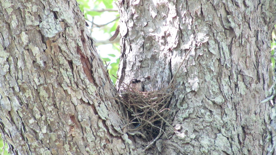 Blue Jay in a nest