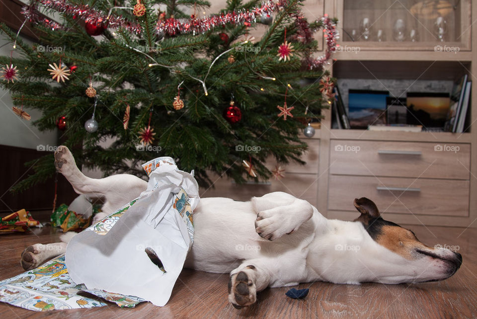 Tired after the Christmas Eve 