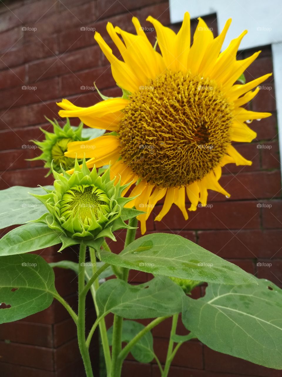 Nature, No Person, Summer, Flora, Sunflower