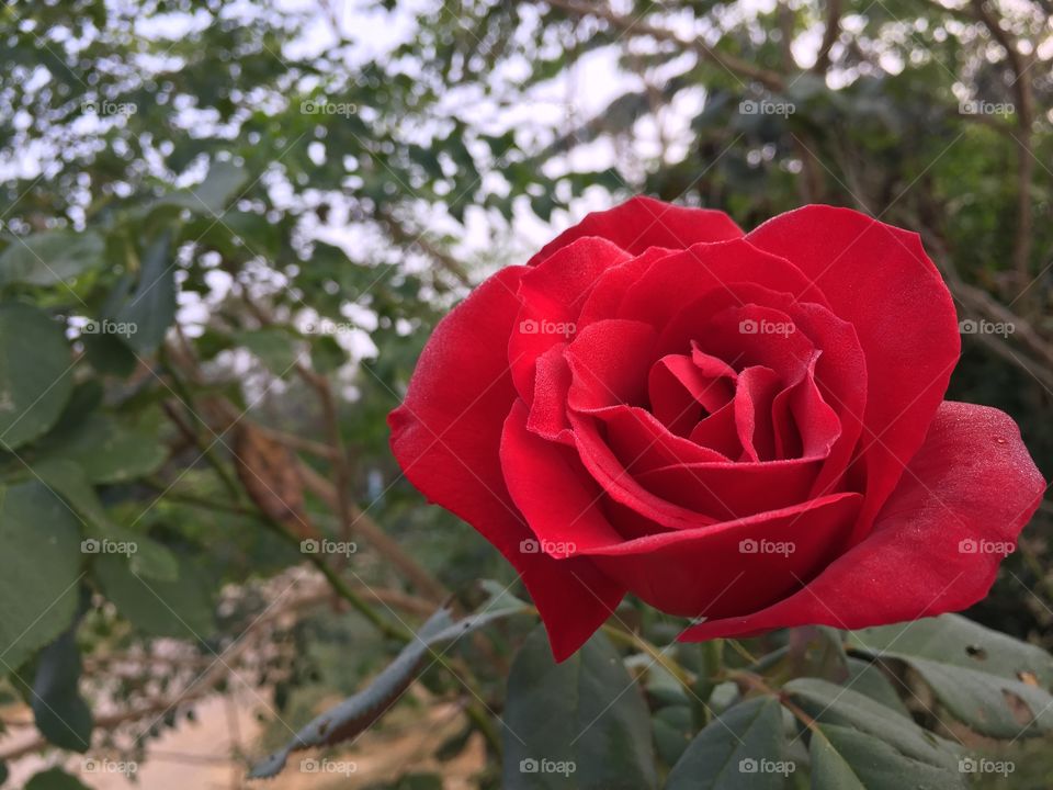 Red rose 