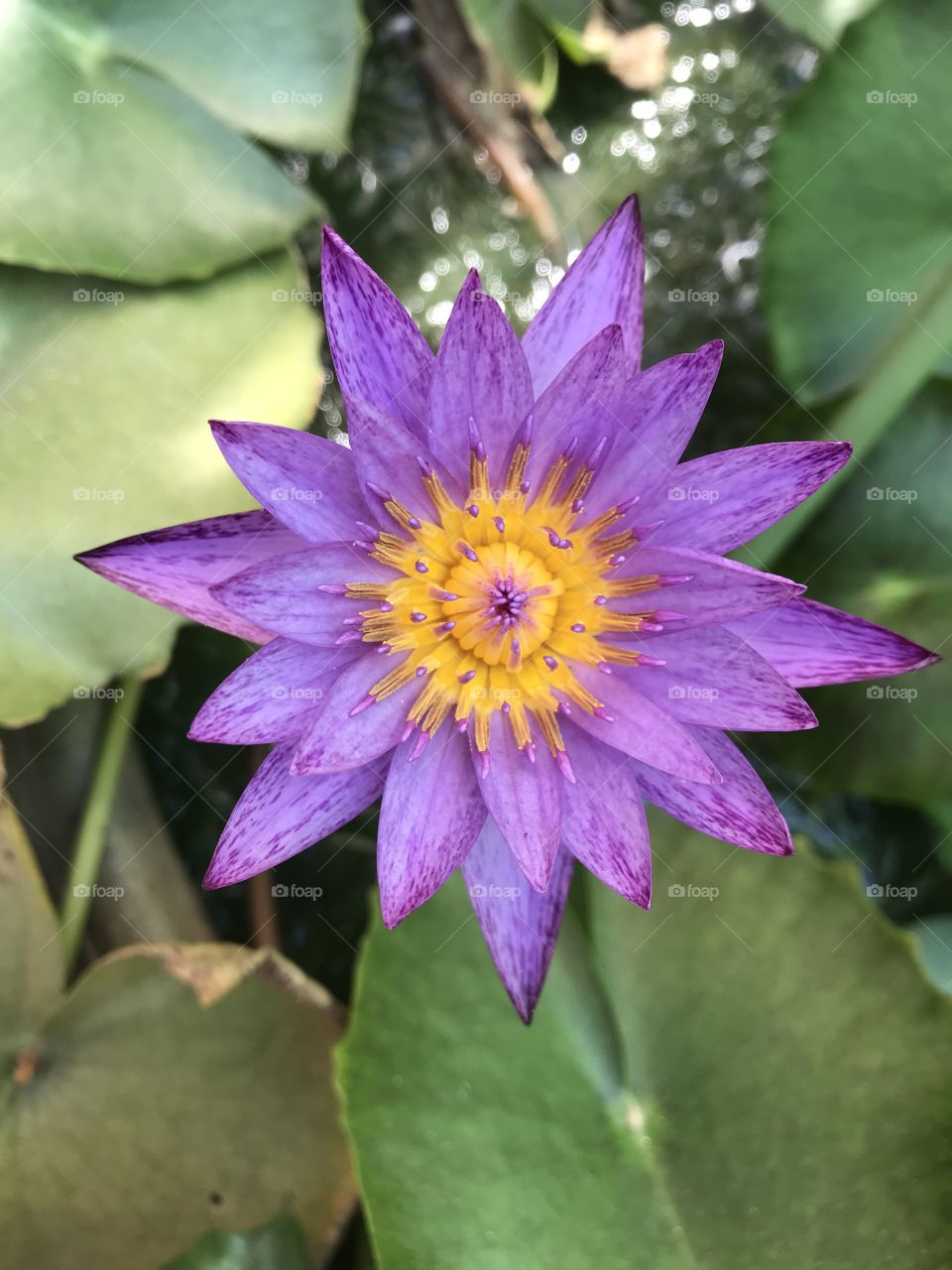 Japanese Pond Lily 