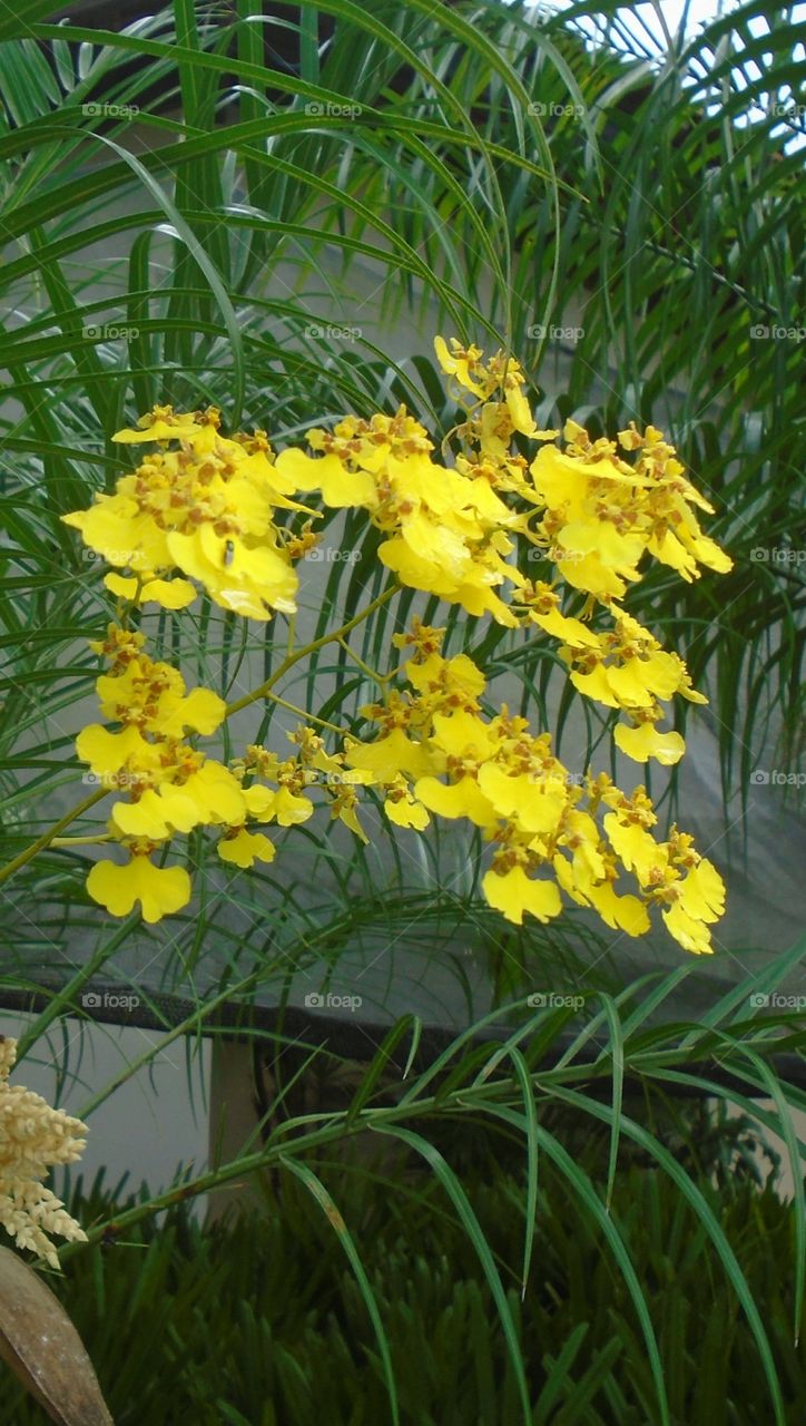 NATURE, ENVIRONMENT, TREES, PLANT.