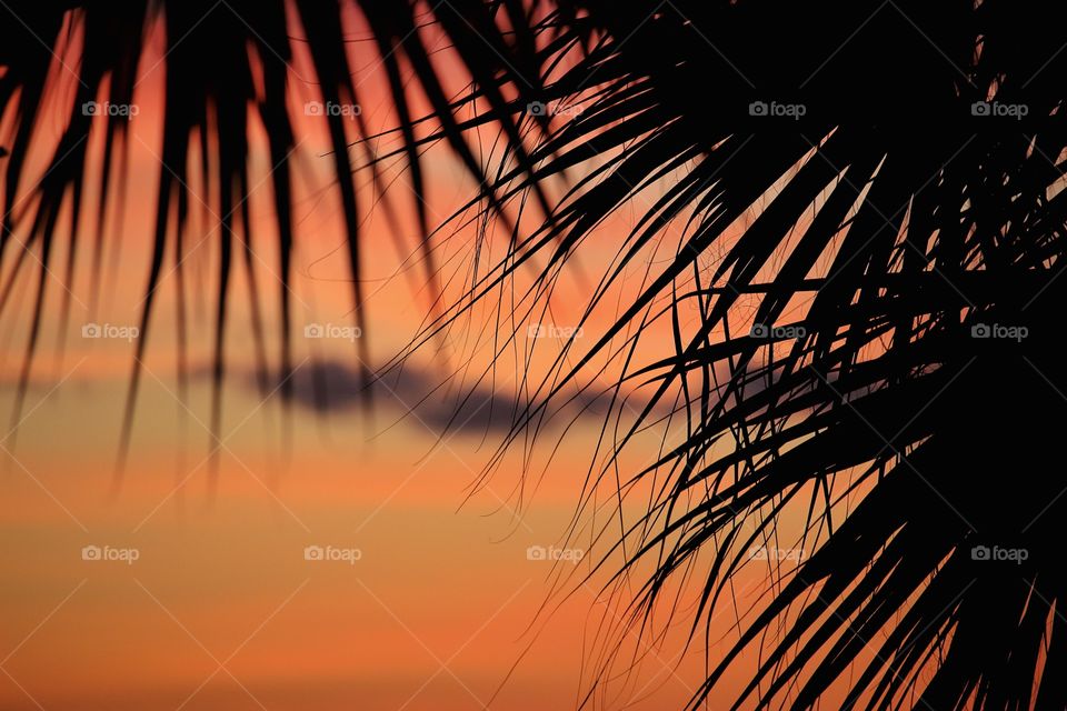 Palm fronds and sunset