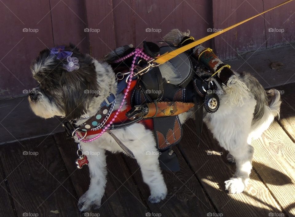 Cowboy dog. Dog with saddle