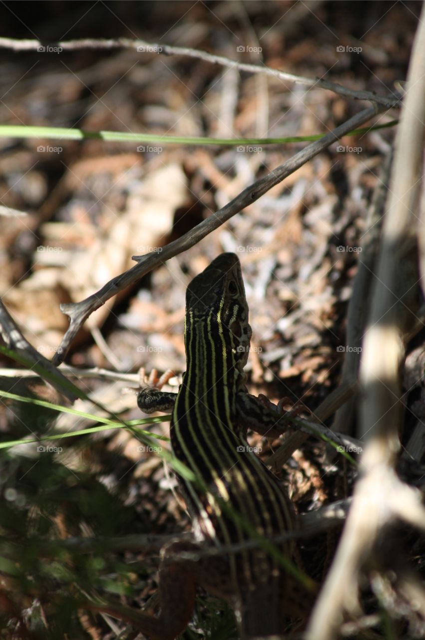 Whiptail lizard in park in Texas