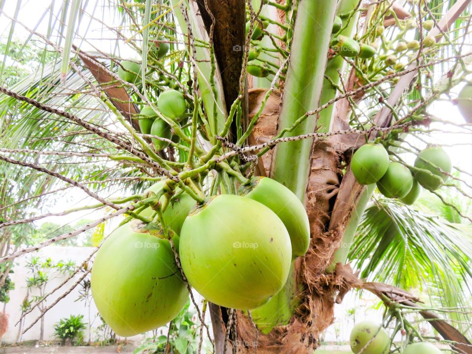 Close-up of coconut palm