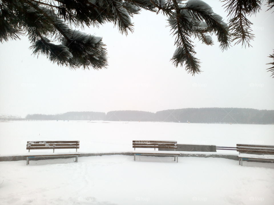 No Person, Tree, Outdoors, Nature, Winter