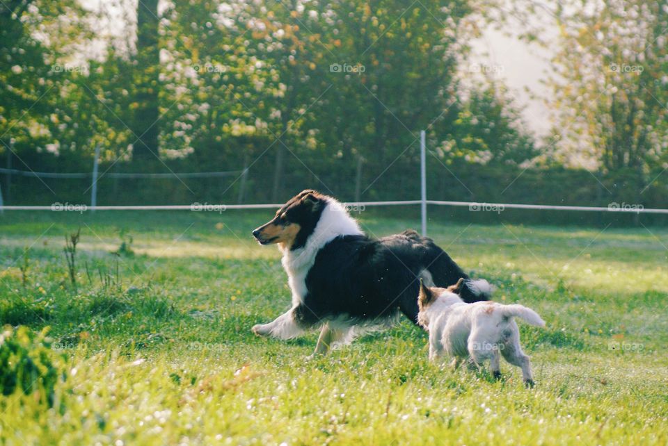 Two dogs playing