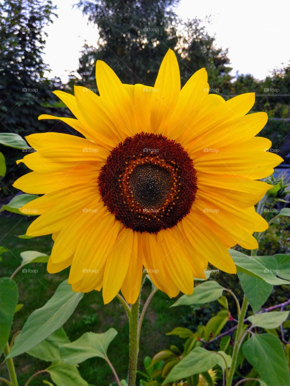 Amazing Sunflower.