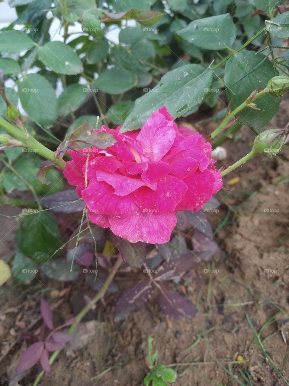 rose flower pink colour small size looks very beautiful generally found everywhere seasonal
