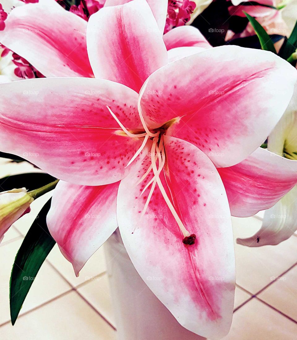 A beautiful Lily in bright pink and white catches my eye as I walk and stops me in my tracks. I carry my camera wherever I go so I don't miss a gorgeous capture.