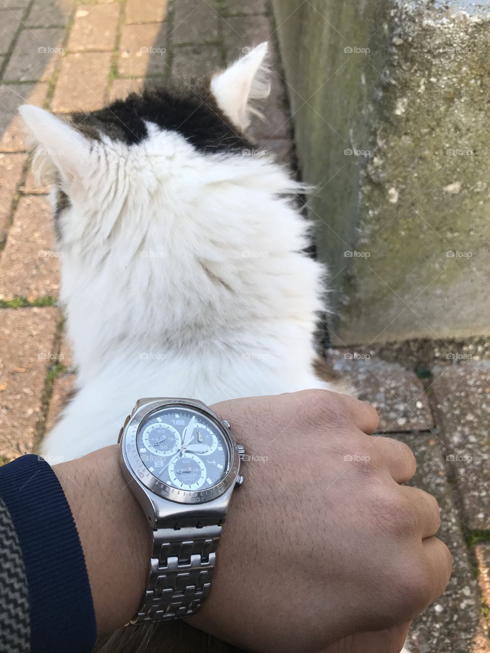 Even my cat loves swatch !