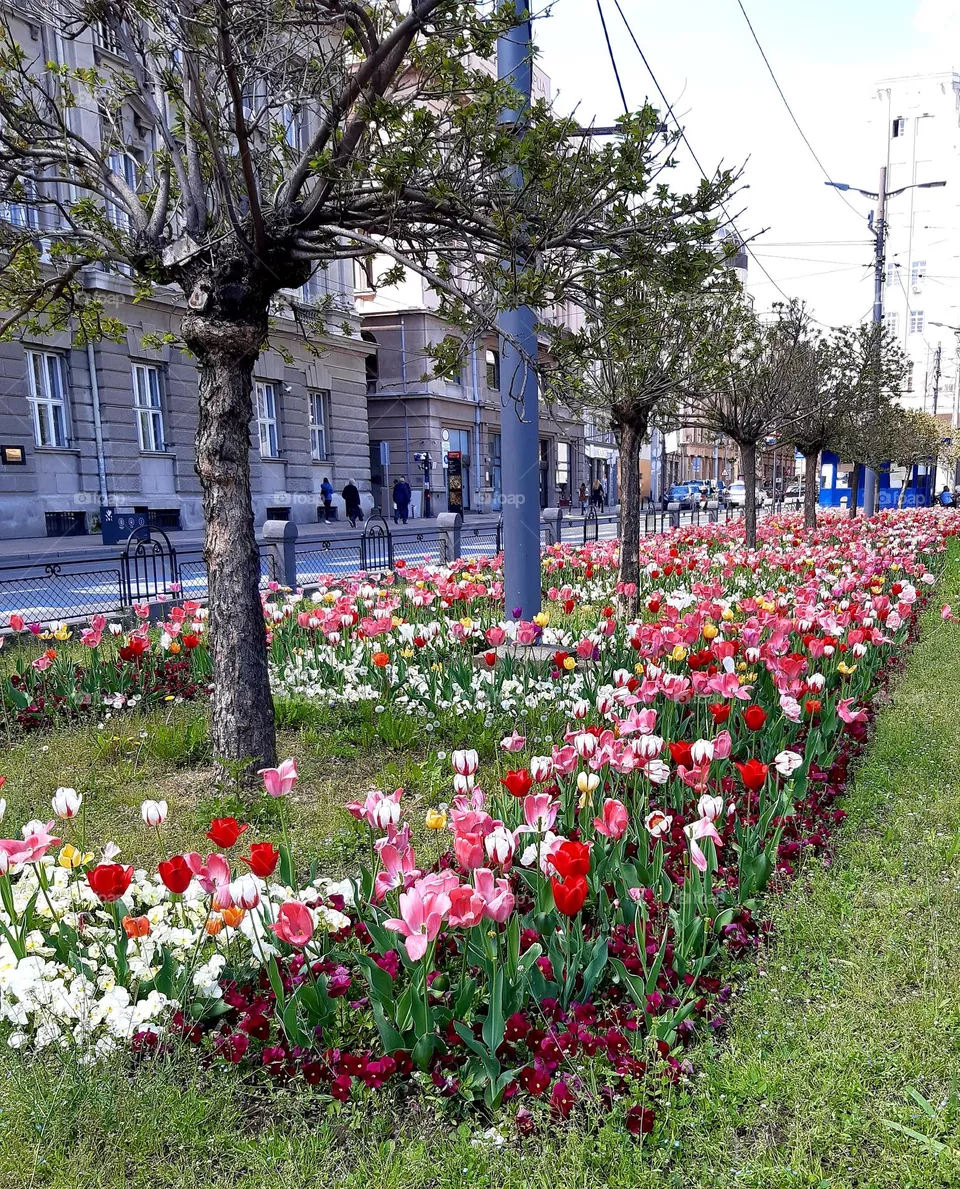 Magic flowers