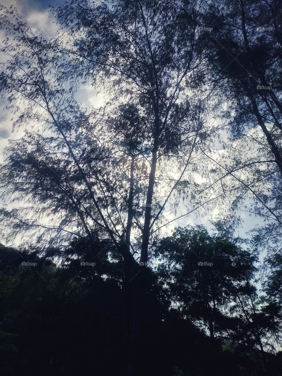 photography pictures of trees, mountains, cloves, rocks, sky, sea, sea