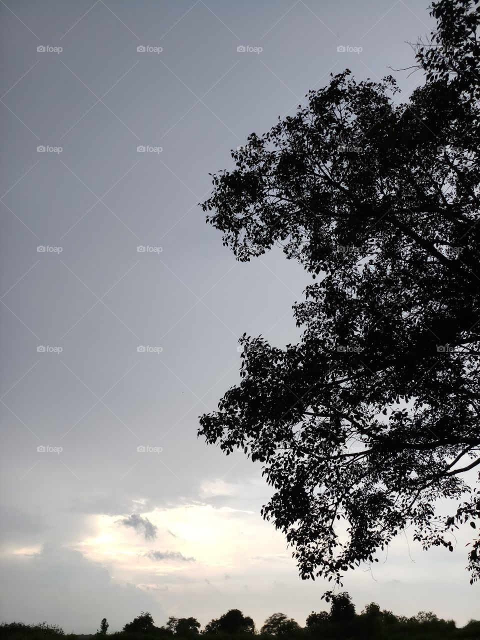 BBB. wondering..the rain nature's with rare tree...and sun waves.. lite golden sky. it's osm.