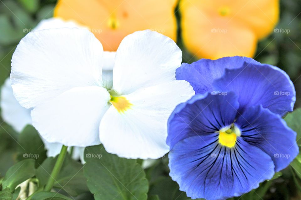 purple white yellow flowers