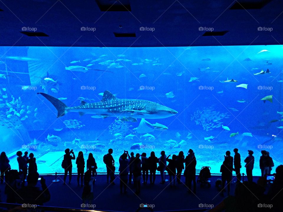 The largest aquarium in the world!