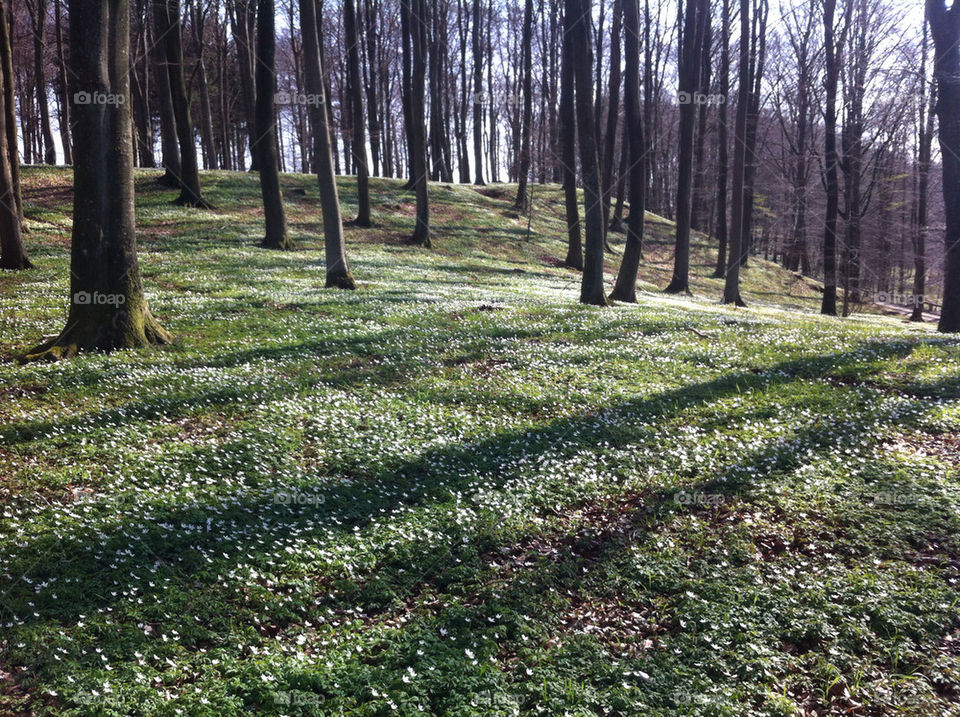 Beech forest with wood anemones on spring