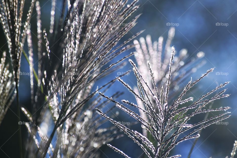 Close-up of a grass