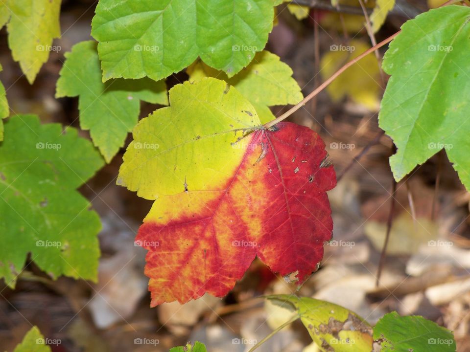 Fall Leaf