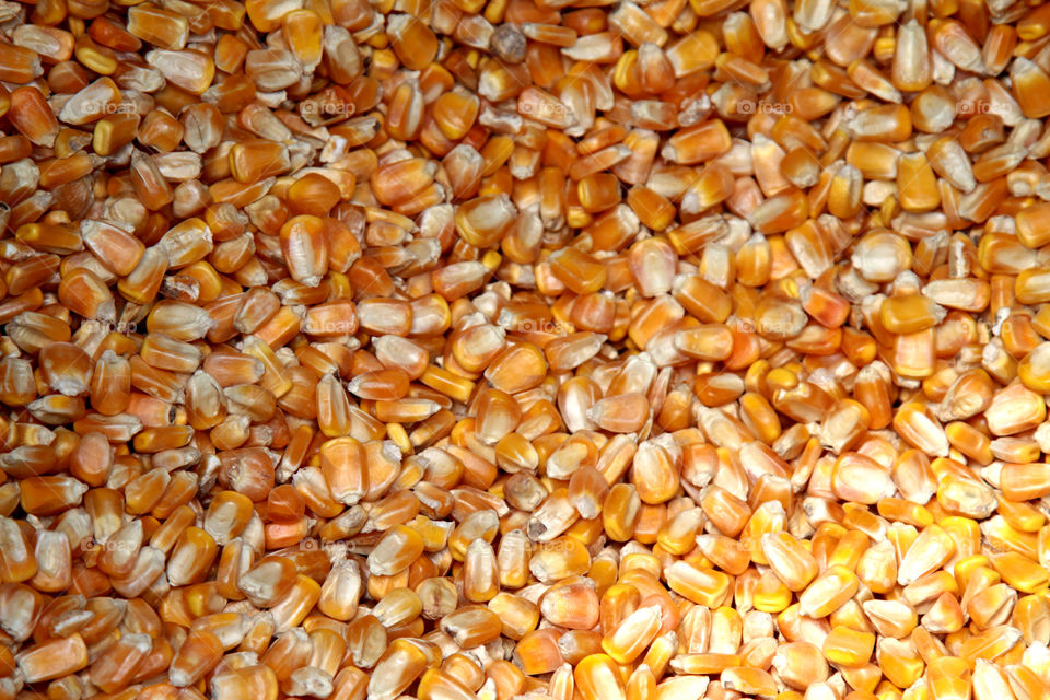 Full frame of corns