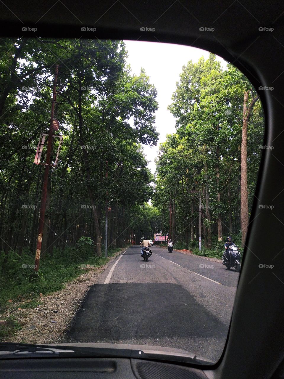Jungle view through the windscreen