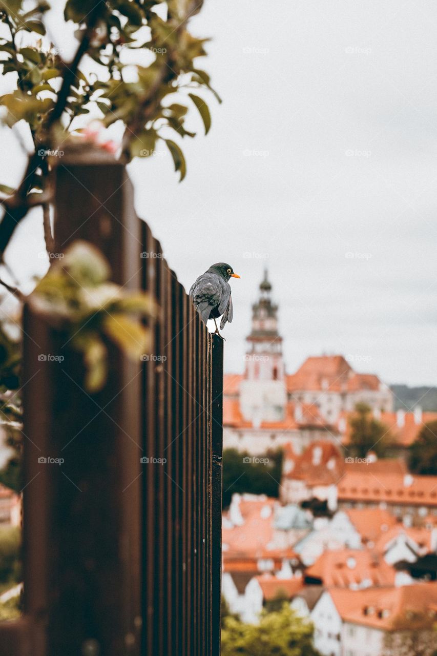 A bird watching over Cesky Krumlov