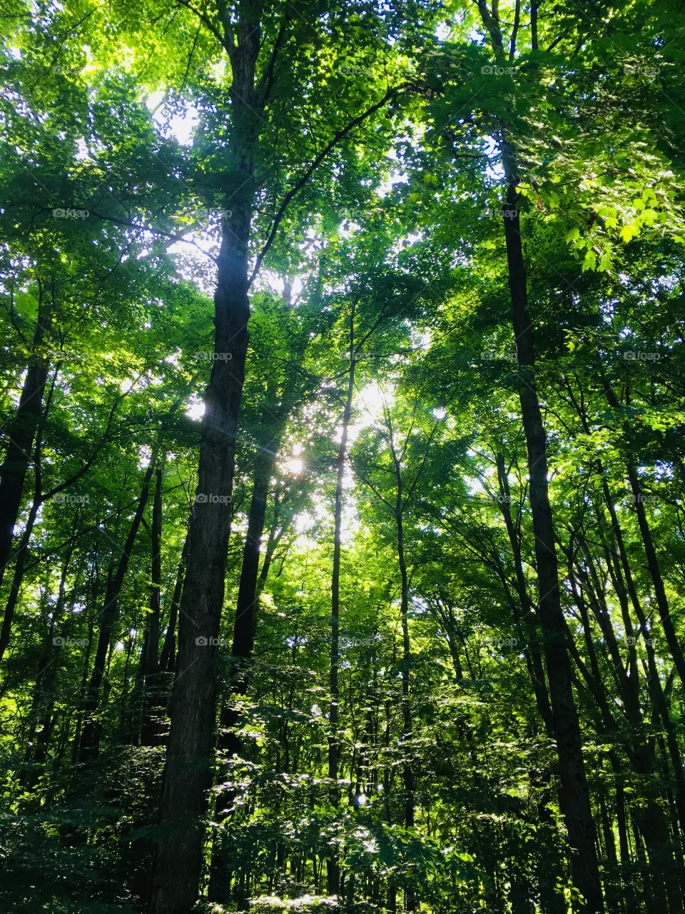 Forest 