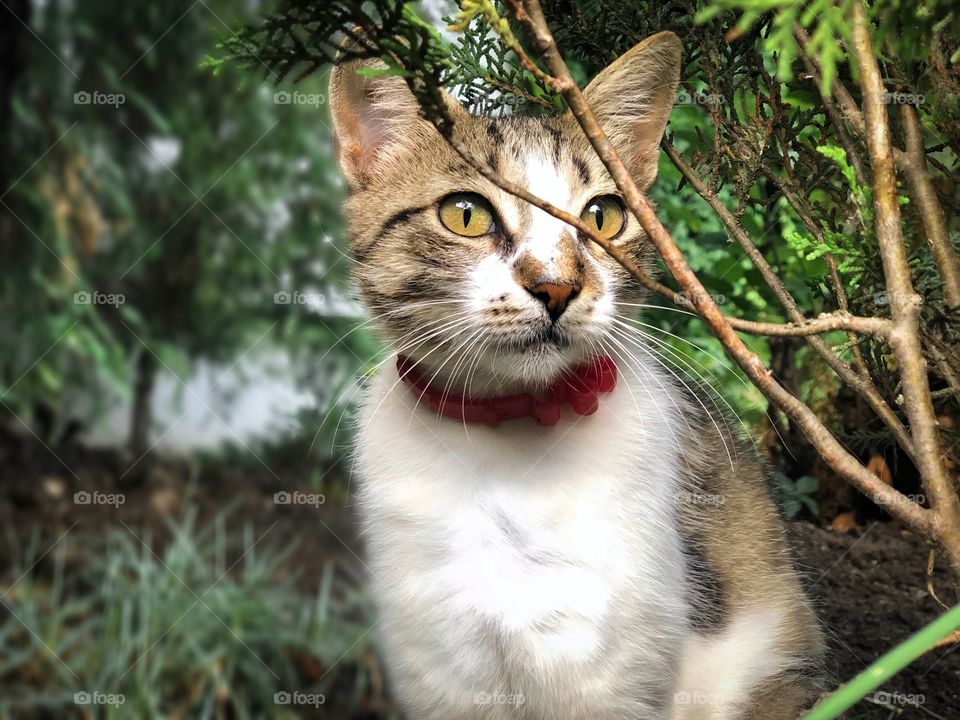 Cat with collar