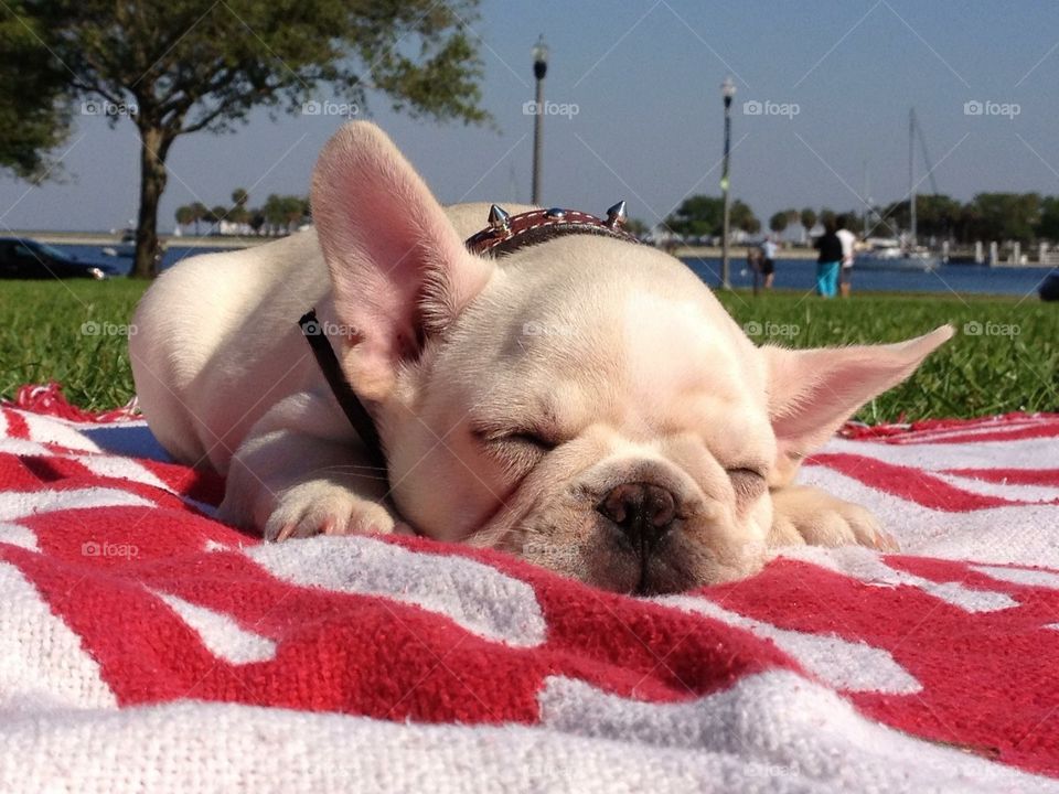 Nap in the Park