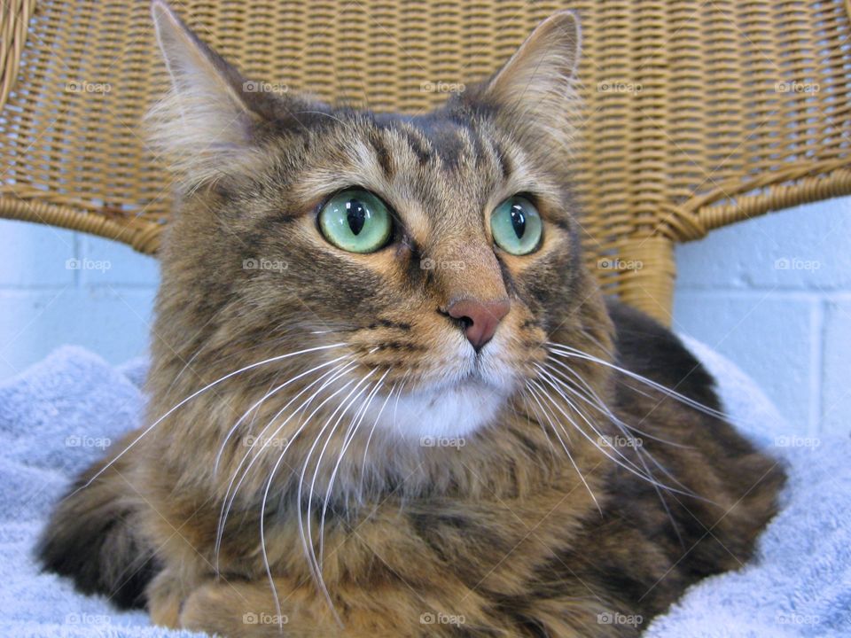 Brown tabby cat with green eyes 