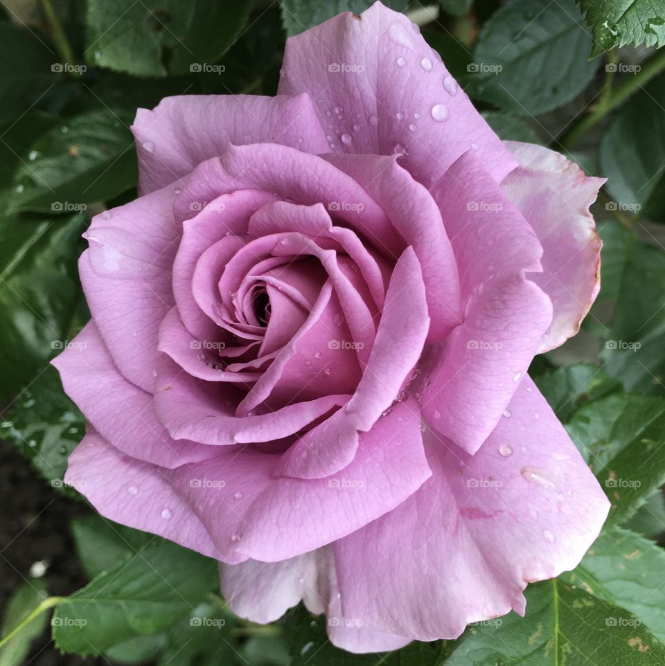 Purple rose