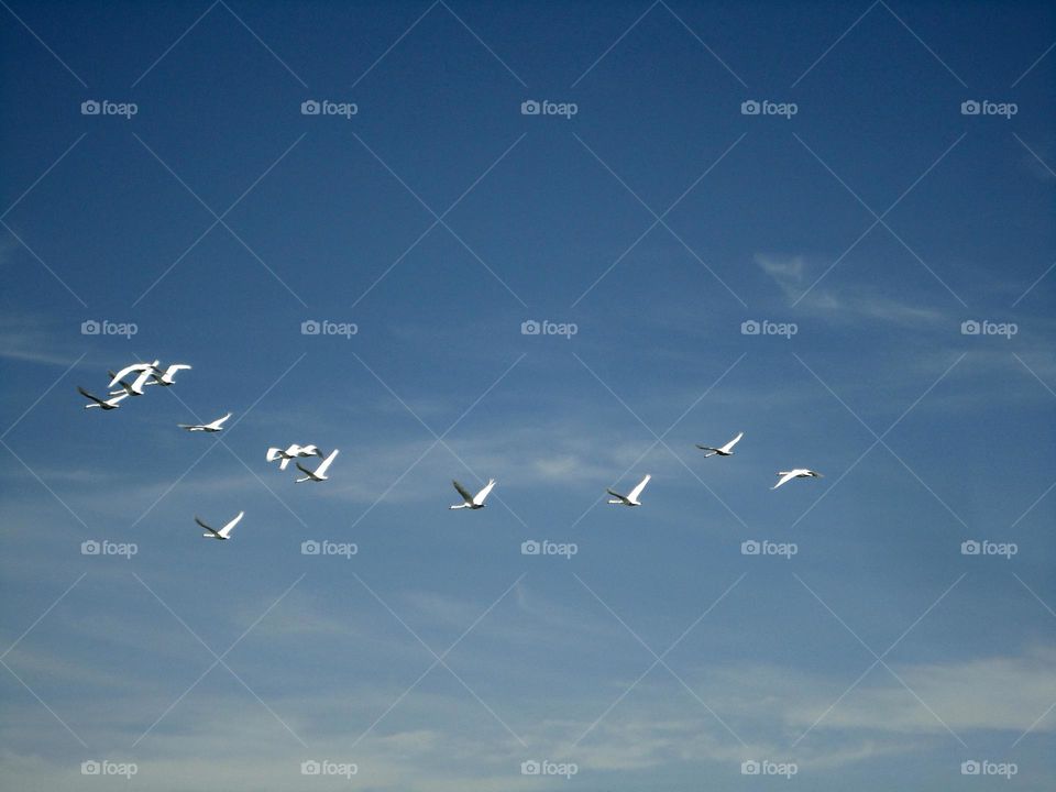 Bird, Flight, Seagulls, Sky, Nature