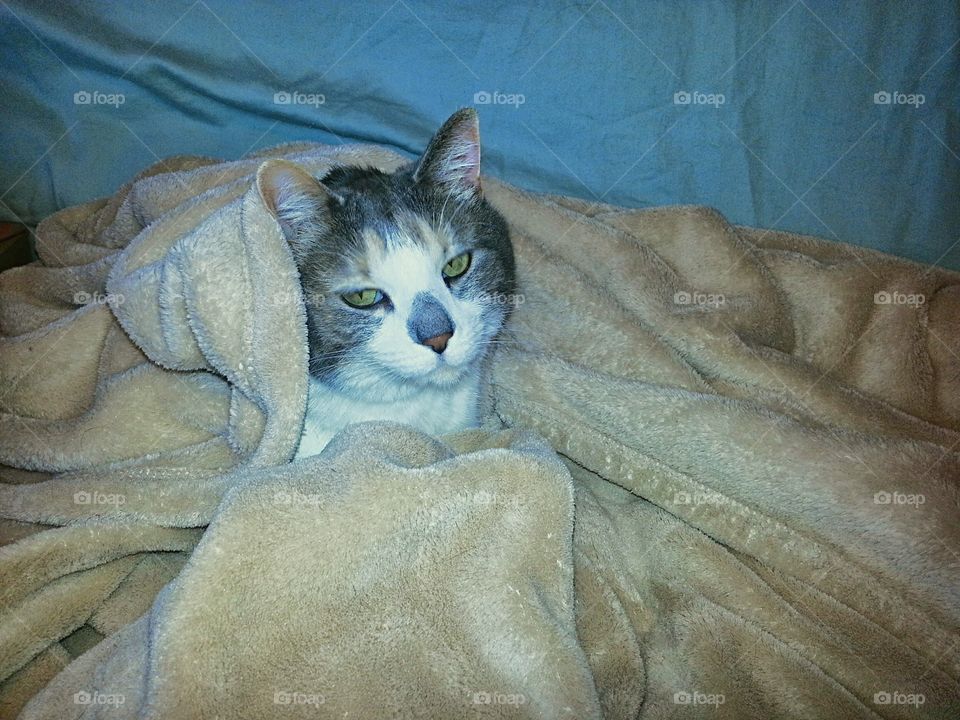 Sleepy cat snuggled in a fuzzy blanket