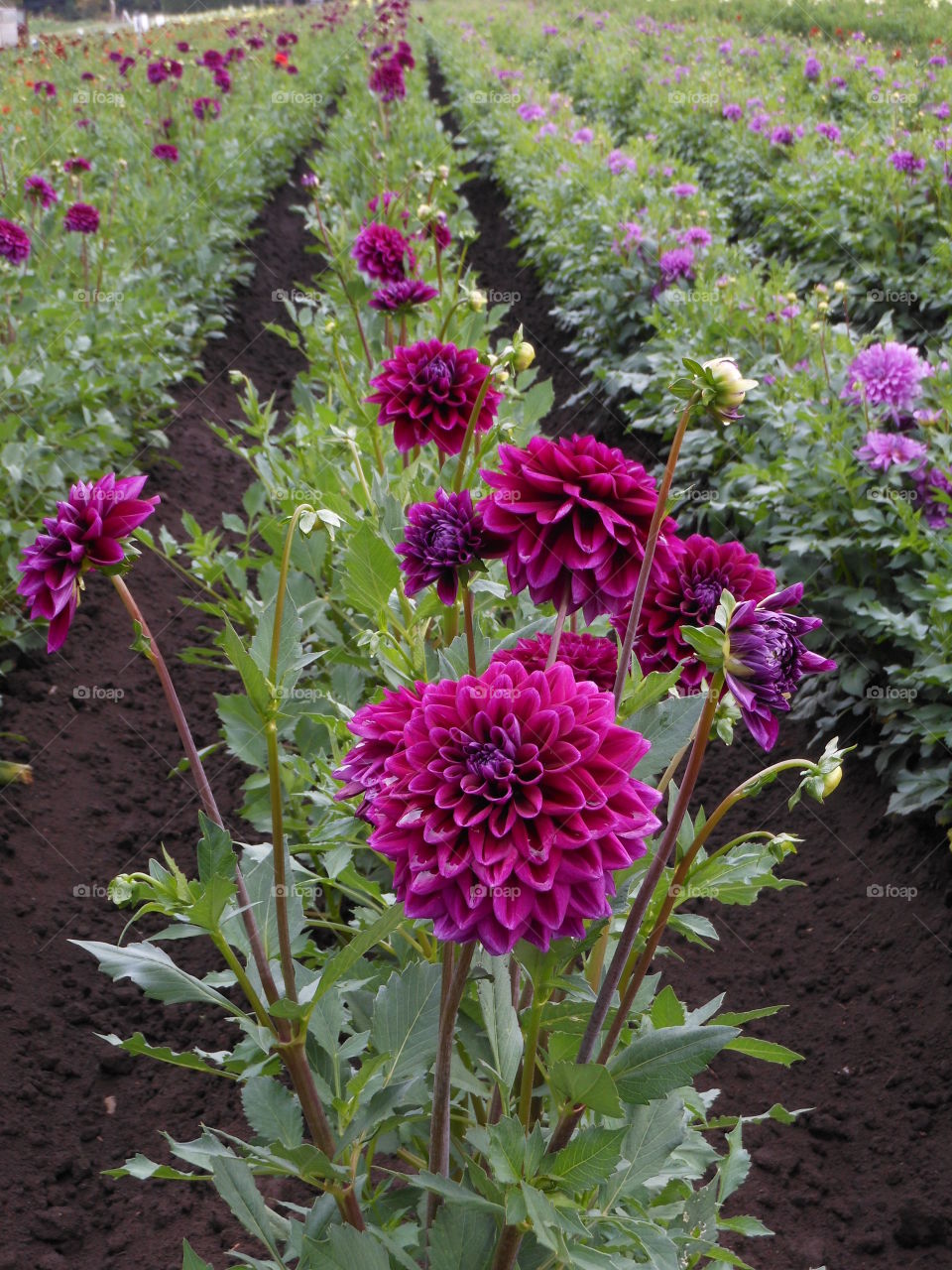 Rows of zinnias 