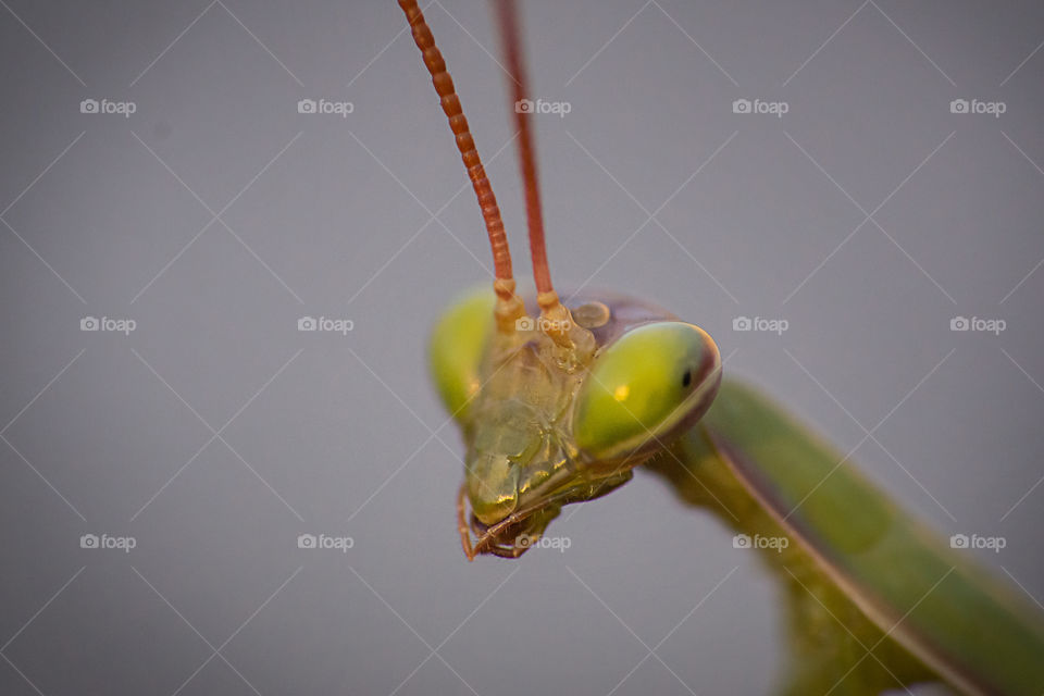 Close-up of grasshopper
